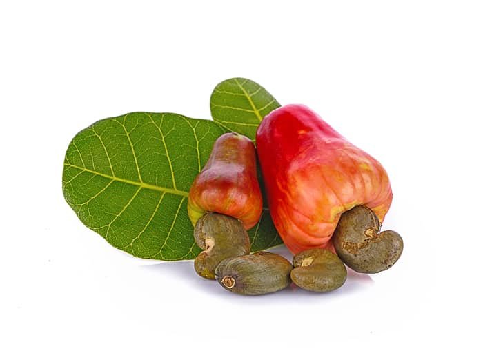 La Pomme d'Anacarde Transformée en Jus : Une Initiative de Promo Fruits
